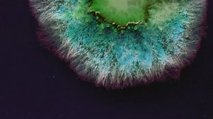 Mold background. Macro shot of mold. Mold spores in agar-agar. A mold or mould is a fungus that grows in the form of multicellular filaments. Aspergillus. Accelerated macro photography.