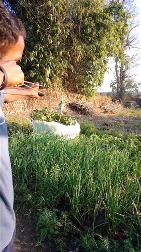 slingshot Target shot #shots