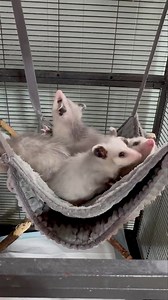 I think we need a bigger hammock! These are some of Maia's babies that were removed from her pouch so she could foster another litter of much smaller babies who had lost their mama. They are growing like weeds and will soon start to eat more natural foods like dead stuff and mealworms! #opossums | WEST Wildlife Rehab