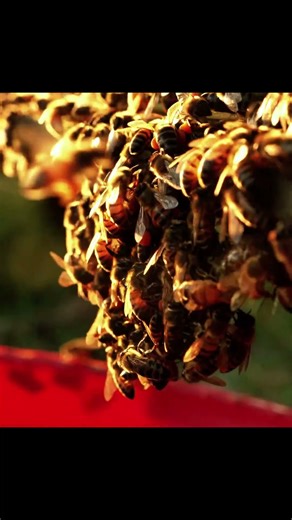 Harvesting Bee pollen in Seconds 🐝🍯 #Shorts Fresh Honey Bee Pollen🍯✨ #HoneyHarvest Bee Pollen