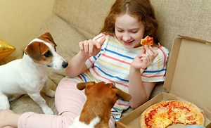 How to Stop a Dog from Begging