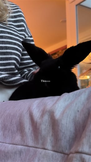 Cuddle Time with My Dog: Heartwarming Moments