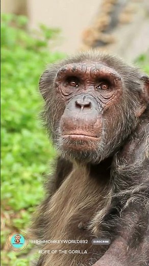 "Explore the Life Journey: LIFE OF THE GORILLA Through a Close-Up Perspective"