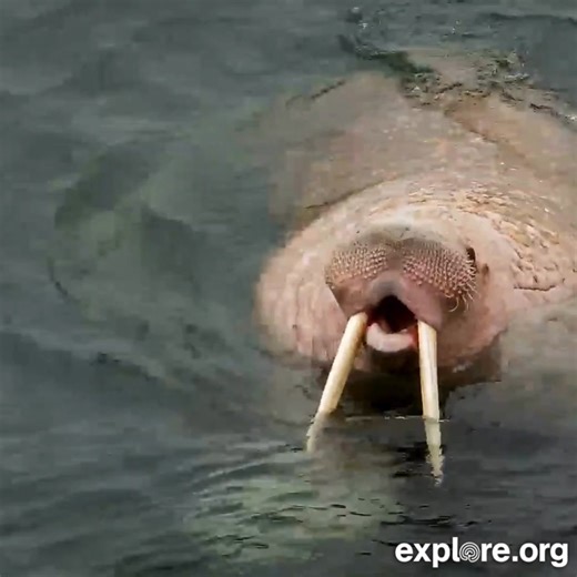 Nothing says summer like the Pacific Walrus Beach Cam, which is now live for the season! As many as 14,000 walruses gather on Round Island in a single day. Link in comments for the cam. | explore.org