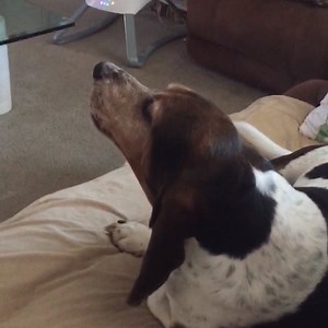 152K views · 2.3K reactions | Basset Hounds were born with a song to howl. | Animal Tales | Facebook