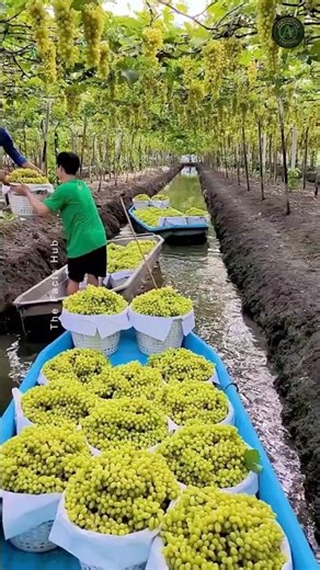 This China's Grape Farming Method Is INSANE #farming #harvest