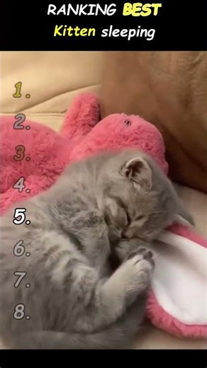 Kitten sleeping 50