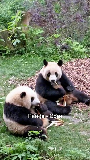 Cute panda core #fypシ #catsoftiktok #panda #pandas | Pets & Cats