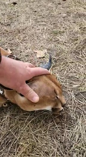 love_serval_caracal on TikTok