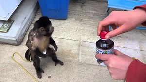 Diapered Monkey Buys Himself a Drink From a Vending Machine