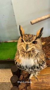 So cute owl🦉🌺 #owl | Owl Lovers