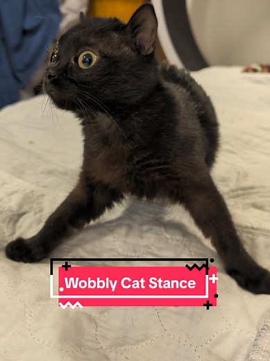 Baby Corn: Wobbly Cat's Secret Stance Revealed