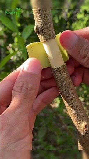 Can a Branch Grow Roots in 30 Days?