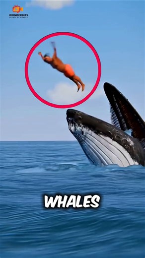 What would happen if a whale swallowed you?