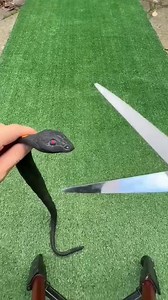 189K views · 544 reactions | A small snake became a python . . . #reelsfypシ #reelsfacebook #reelschallenge #factsinhindi #facts | Soch Badlo | Facebook