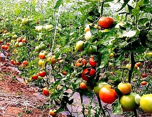 Cultivar tomates paso a paso: Cómo plantar tomates en el huerto