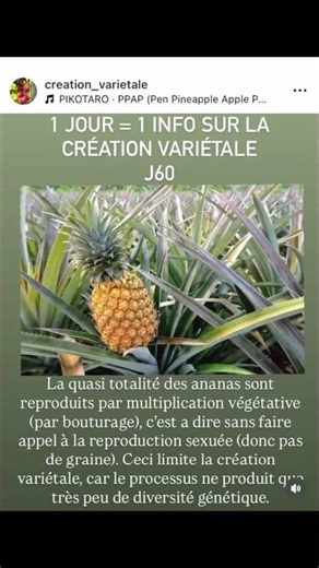 1 JOUR=1 INFO SUR LA CRÉATION VARIÉTALE J60 #agriculture #creationvarietale