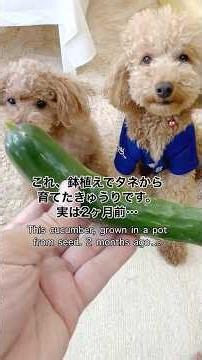 #検証 🥒キュウリの種、鉢で育てて収穫できる？Can cucumbers grow in a pot from seed? A small home gardening experiment.