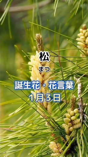 松（まつ） 1月3日の誕生花 花言葉