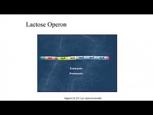 Lecture 12 Transcription in Bacteria Explained | RNA Polymerase, Operons, and Gene Regulation