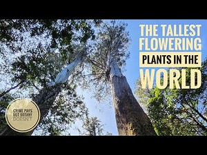 The Tallest Flowering Plants in the World