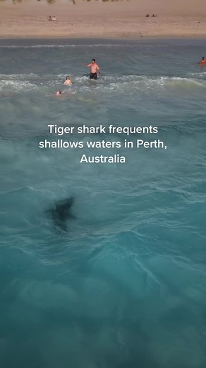 Tiger Shark Sightings in Perth Shallows