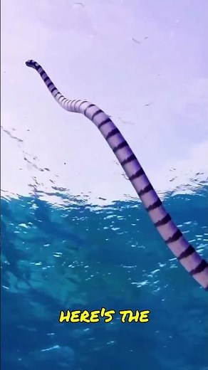 How Does a Sea Snake Breathe Underwater?