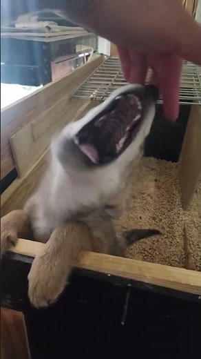 Little Pup Coyote Bites Owner | Adorable!