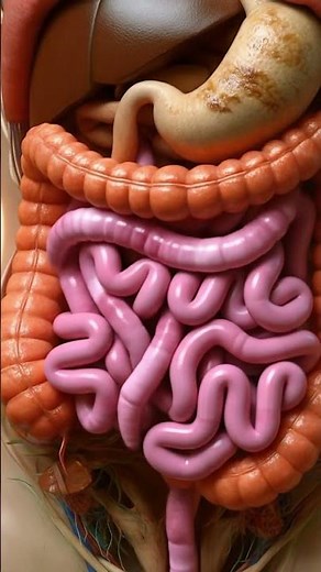 3D Digestive System Animation Inside the Human Gut: Worms and Digestion realistic only boady