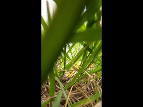 A cat's daily walk 2026-04-21 08:17:06