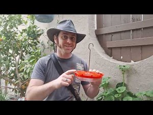 Hummingbird Feeders: Tips and Tricks