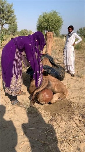 استخدم صاحب الجمل هذه الطريقة الغريبة لتبريده