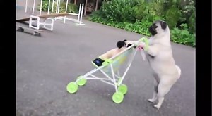 17K views · 420 reactions | Pugs are awesome. | Pug Home | Facebook