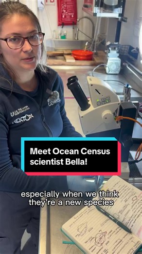 Bella Iannotta sails onboard #EVNautilus in partnership with @Ocean Census to help observe, collect, and identify #oceanwildlife. Learn more about #pleurobranch aka #seaslugs from Bella in our wet lab!