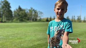 16K views · 244 reactions | A central Alberta boy with a love for dinosaurs discovered a fossil believed to be more than 60 million years old just outside his home. Chris Chacon caught up with Max Maurizio, 7, who made the rare find — you may be surprised to know what prehistoric animal it came from! READ MORE: https://globalnews.ca/news/9057233/alberta-fossil-scapanorhynchus-shark/ | Global Edmonton | Facebook