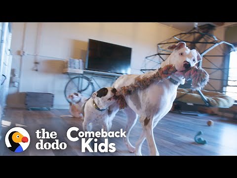 119-Pound Dog With Bad Feet Had To Tiptoe Everywhere — Watch Her Run! | The Dodo Comeback Kids