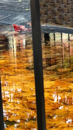 Springtime #cardinals #birds #nature #earth #montreal #beaconsfield