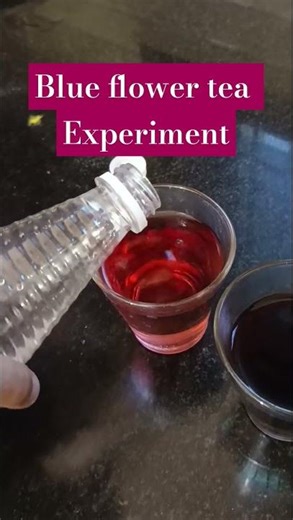 #Blue Flower Tea Turns Pink? Science Experiment 😳 #blue tea experiment #color changing experiment