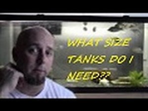 HOW TO BREED AFRICAN CICHLIDS PART 3 "THE TANKS"