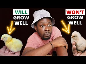 How to Identify Broilers that Will Grow Fast and Big