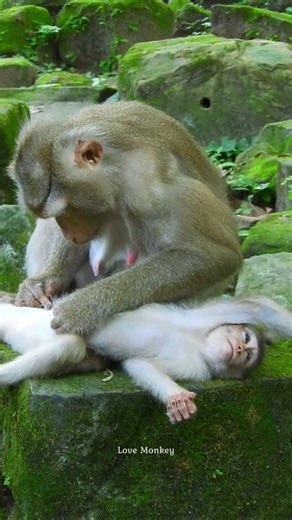 16K views · 545 reactions | Lily is so beautiful little monkey girl. | Love Monkey | Facebook