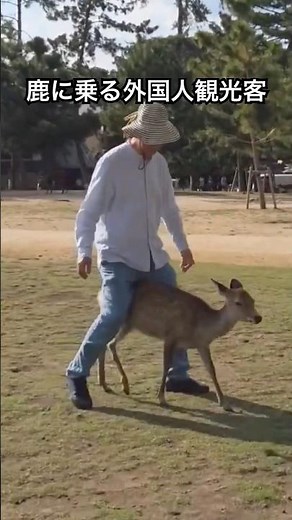 Foreign tourists riding deer in Nara Park #shorts
