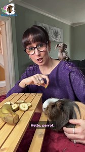 What can you feed your guinea pig? - Banana! | Masons' Cavies