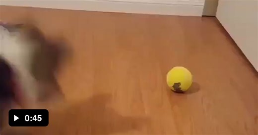 His first tennis ball. - Video