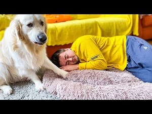 What does a Golden Retriever do when I sleep in his bed [Funny Dog Reaction]