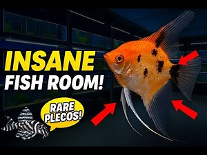 Fish Room Tour! Hundreds of Tropical Fish, Breeding Projects & Rare Plecos ✨