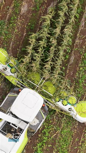 73K views · 607 reactions | Maize maize maize #farming #agriculture #arimagery | AR Imagery - Farming & Agricultural Videographer | Facebook