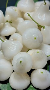 I have eaten Jambu Air fruits (wax apple or rose apple) in shades of green, pink and red, but never a white one - until today. Thanks to my colleague Dr Wilson Wong, an NParks Deputy Director (Operations), I got my first taste of this porcelain white fruit. It is similar in crispness to the Red and Pink Jambu (Syzygium samarangense), with a hint of rosewater, but is sweeter and without the tart edge. Wilson, a curator and leading horticulturist at Jurong Lake Garden, brought the dwarf White Jamb