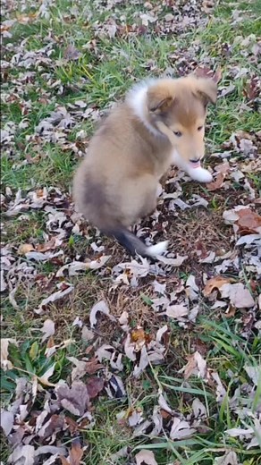 Circle H Farm rough collie puppies beginning name recognition, recall and rewarding a general heel position. Six weeks | Circle H Farm