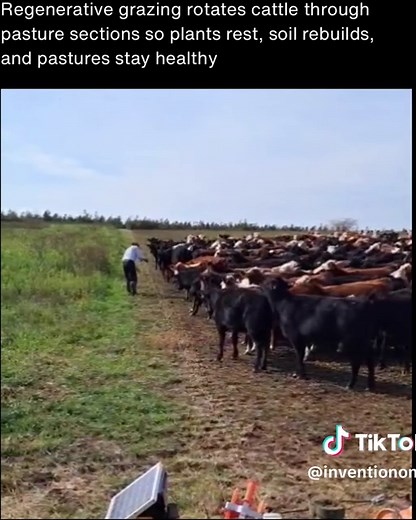 Regenerative grazing is a land management approach that moves cattle through pasture sections rather than leaving them in one area. By limiting how long animals graze a single section, plants are protected from repeated grazing and given time to recover. This creates healthier forage and reduces long term stress on the land. The movement between pasture sections is intentional and often frequent, sometimes daily. Cattle graze the upper portion of plants while trampling the rest into the soil sur